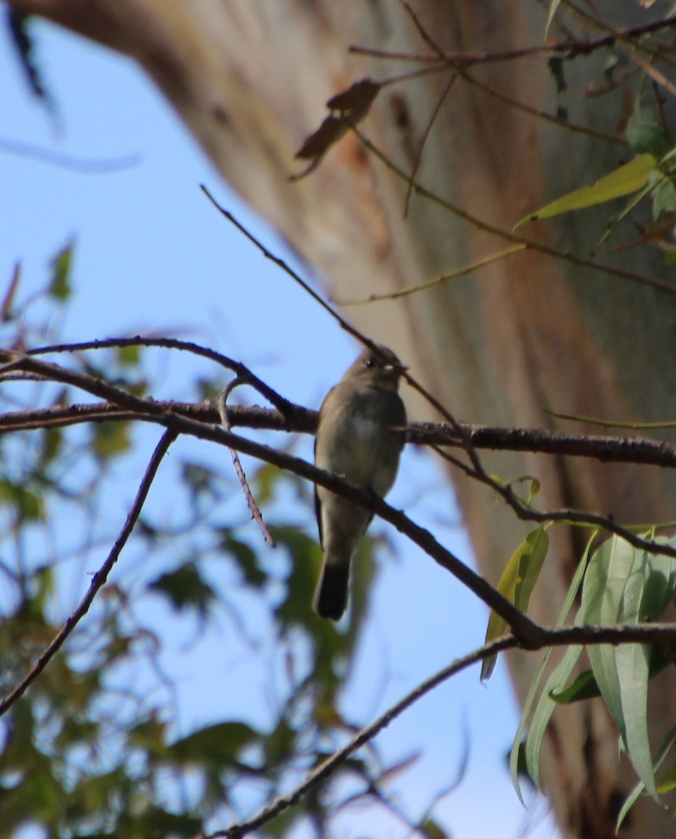 Western Wood-Pewee - ML642677243