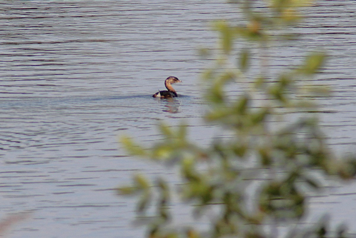 Pied-billed Grebe - ML642677246