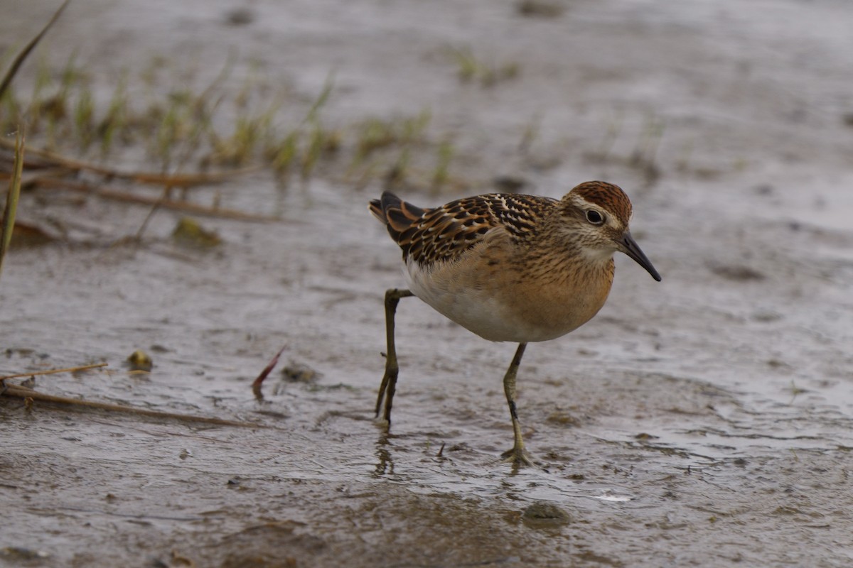 Sharp-tailed Sandpiper - ML642677247