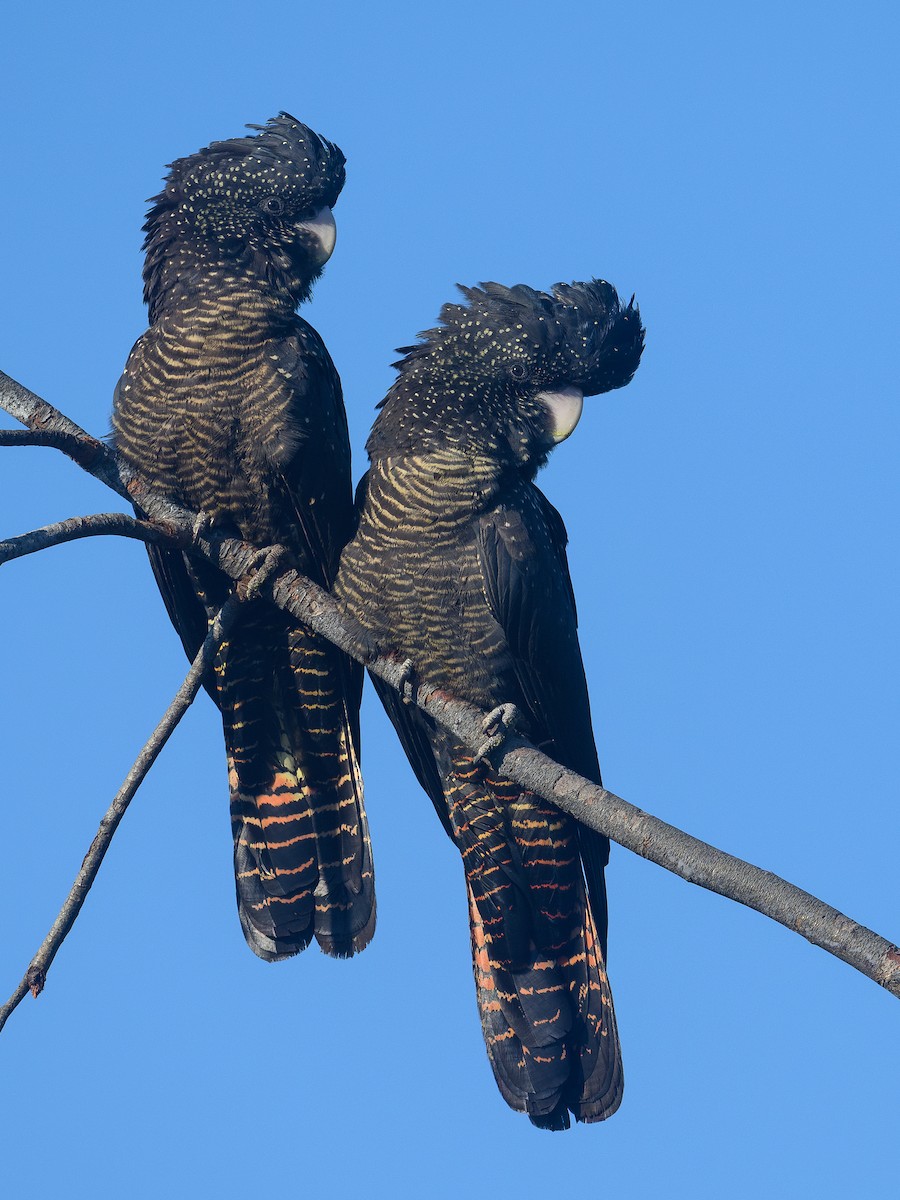 Red-tailed Black-Cockatoo - ML642677248