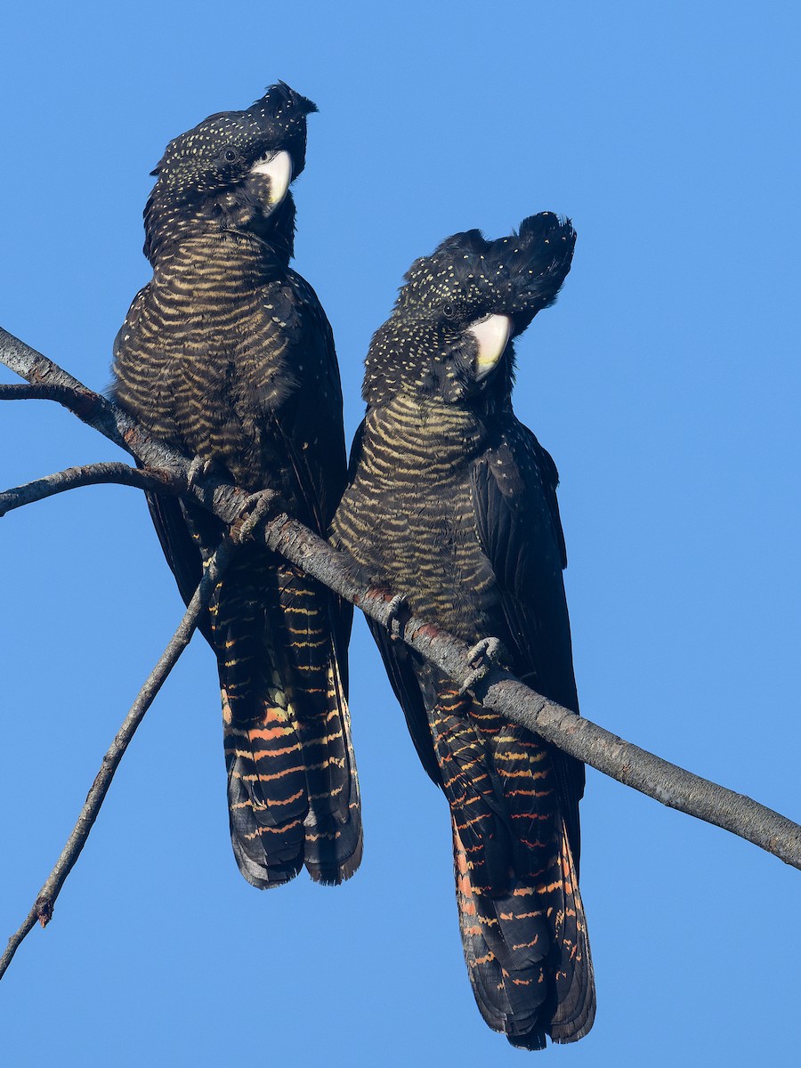 Red-tailed Black-Cockatoo - ML642677249
