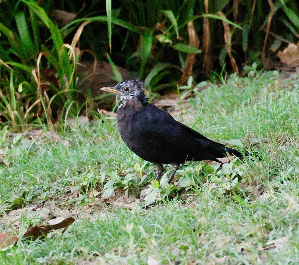 Chinese Blackbird - ML642677259