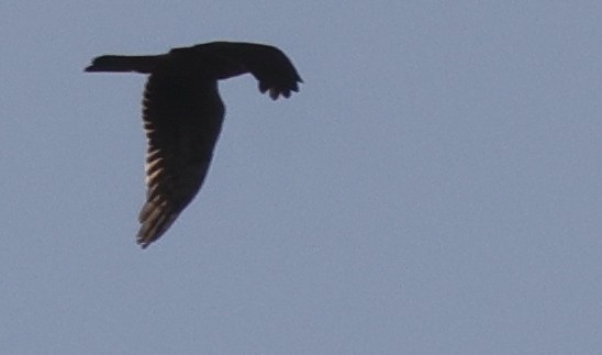 Northern Harrier - ML642677266