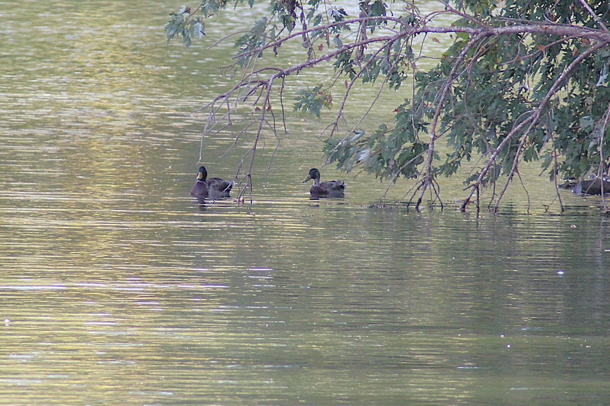 Mallard - ML642677268