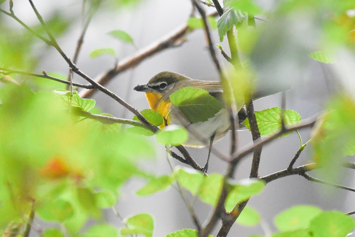 Yellow-breasted Chat - ML642677271