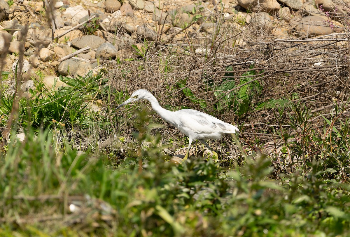 Little Blue Heron - ML642677338