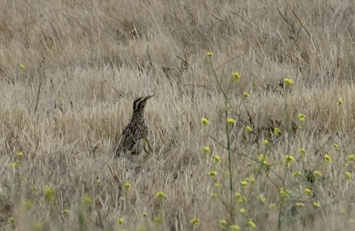 Western Meadowlark - ML642677344