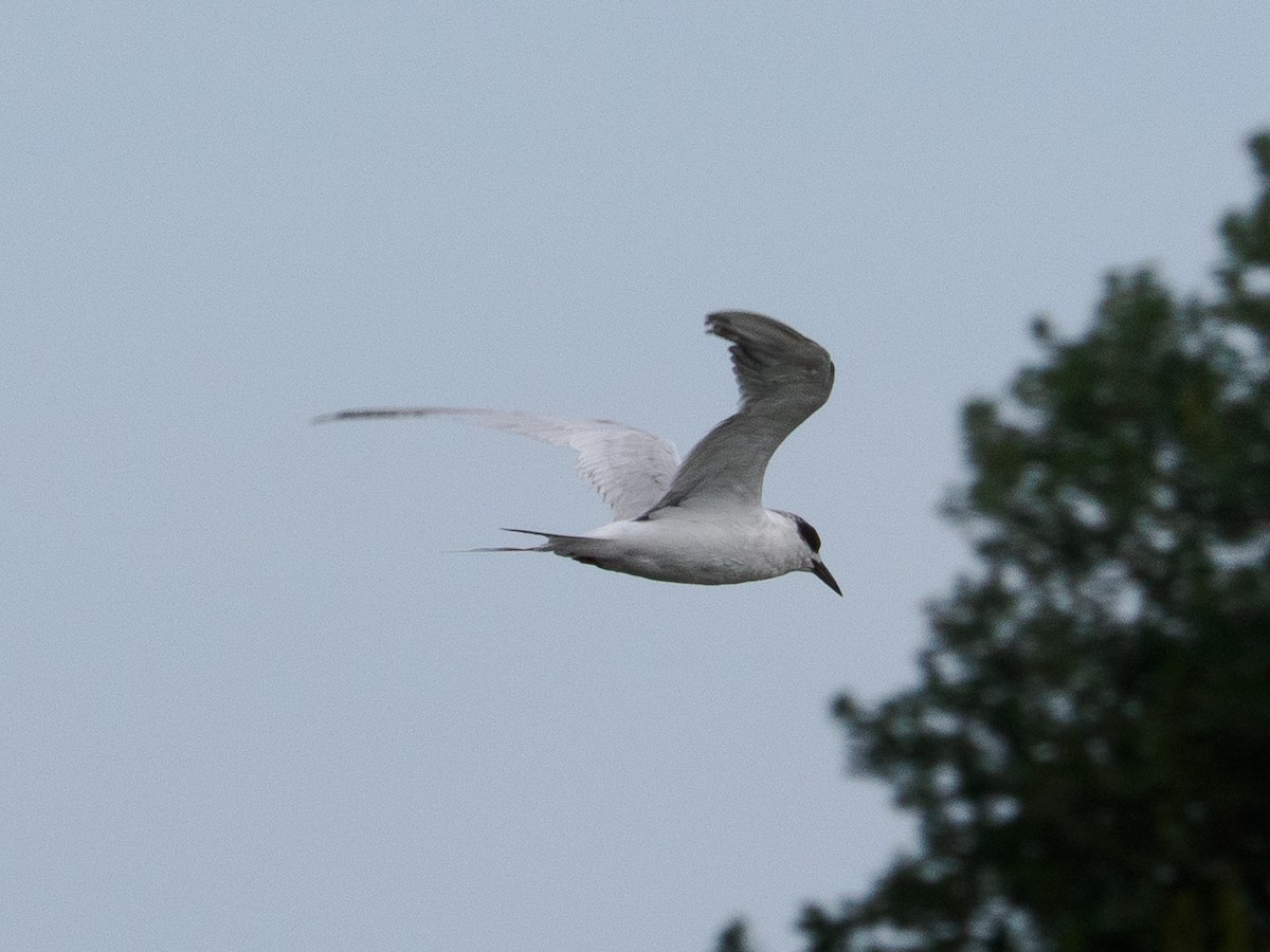 Forster's Tern - ML642677347
