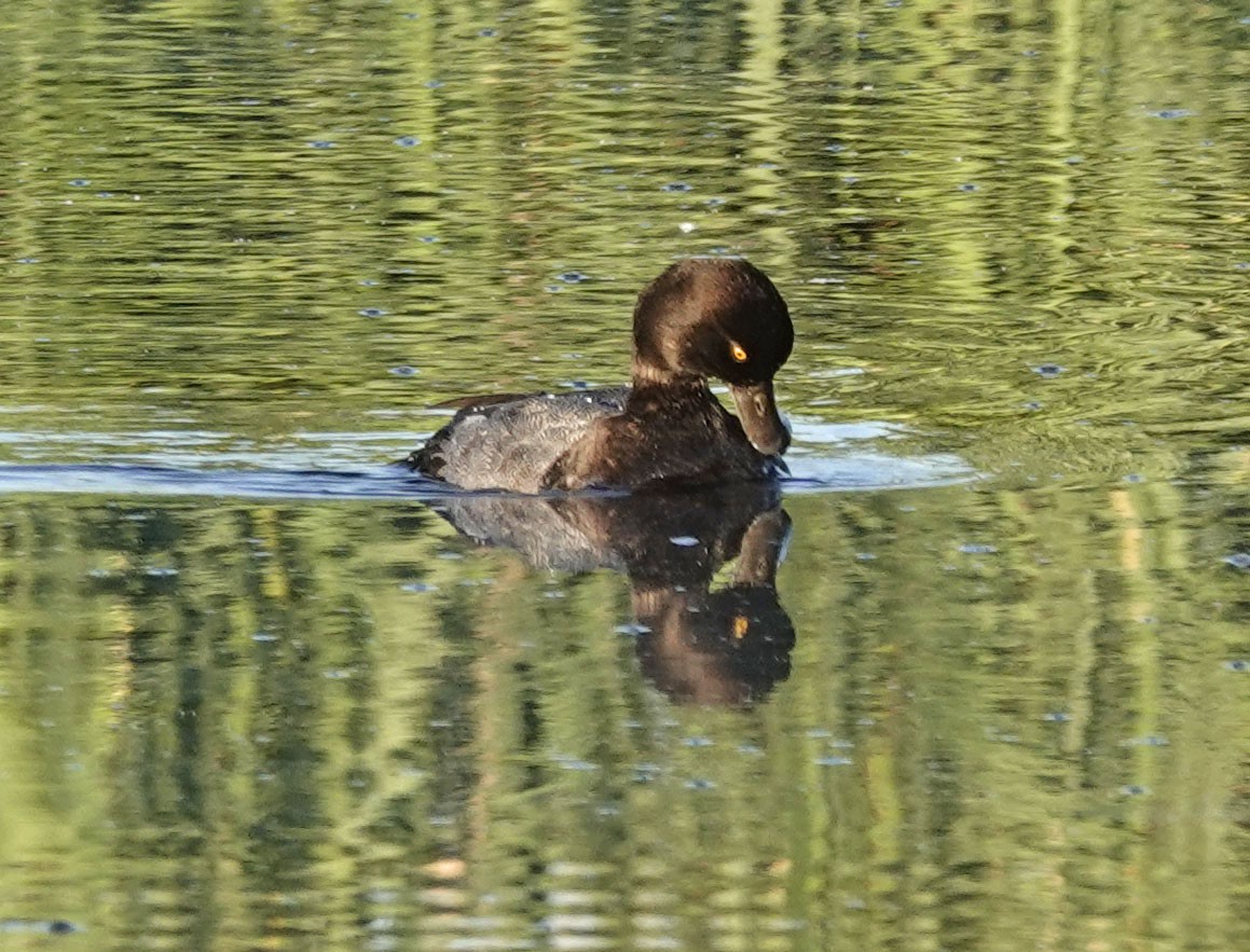Lesser Scaup - ML642677354