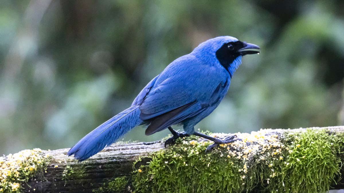 Turquoise Jay - ML642677356