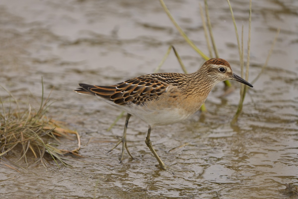 Sharp-tailed Sandpiper - ML642677357