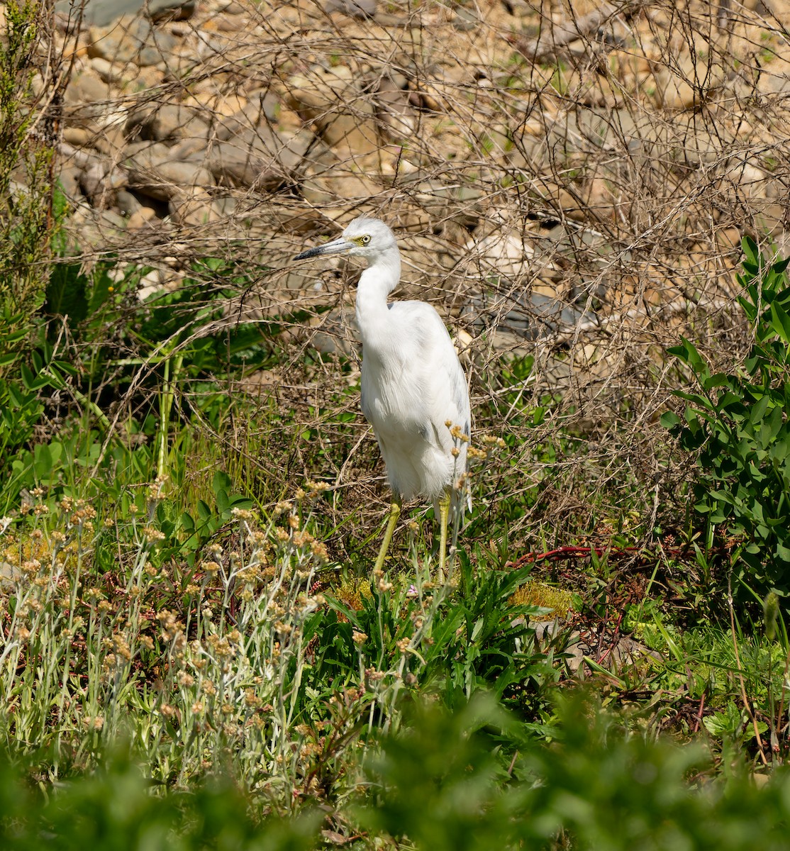 Little Blue Heron - ML642677359