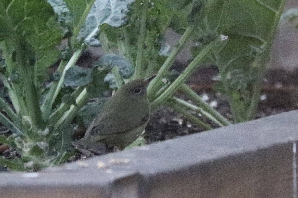 Connecticut Warbler - ML642677368
