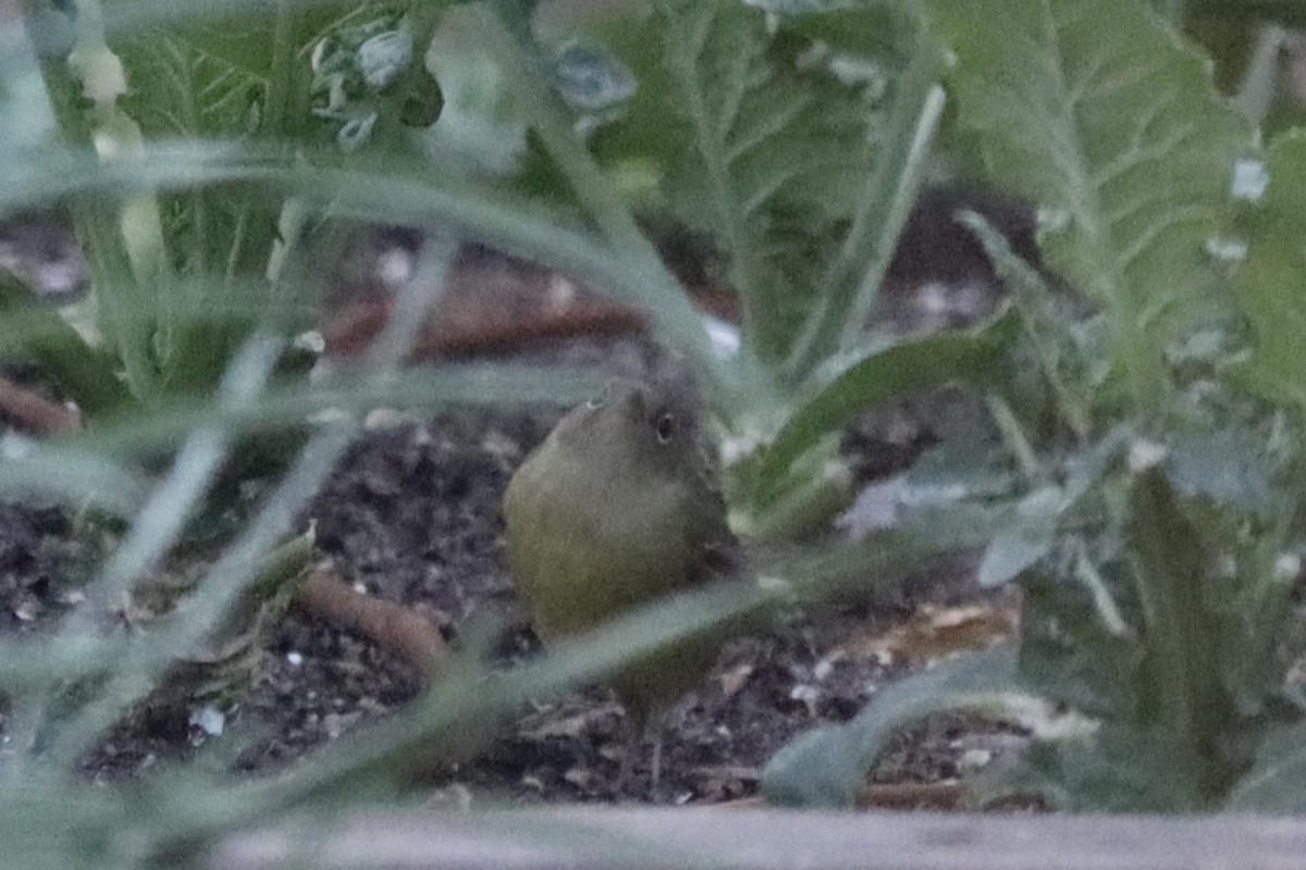Connecticut Warbler - ML642677369