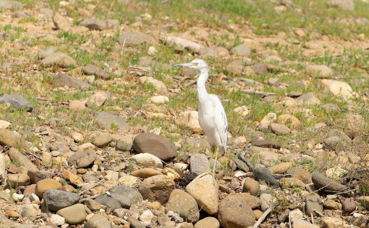 Little Blue Heron - ML642677384