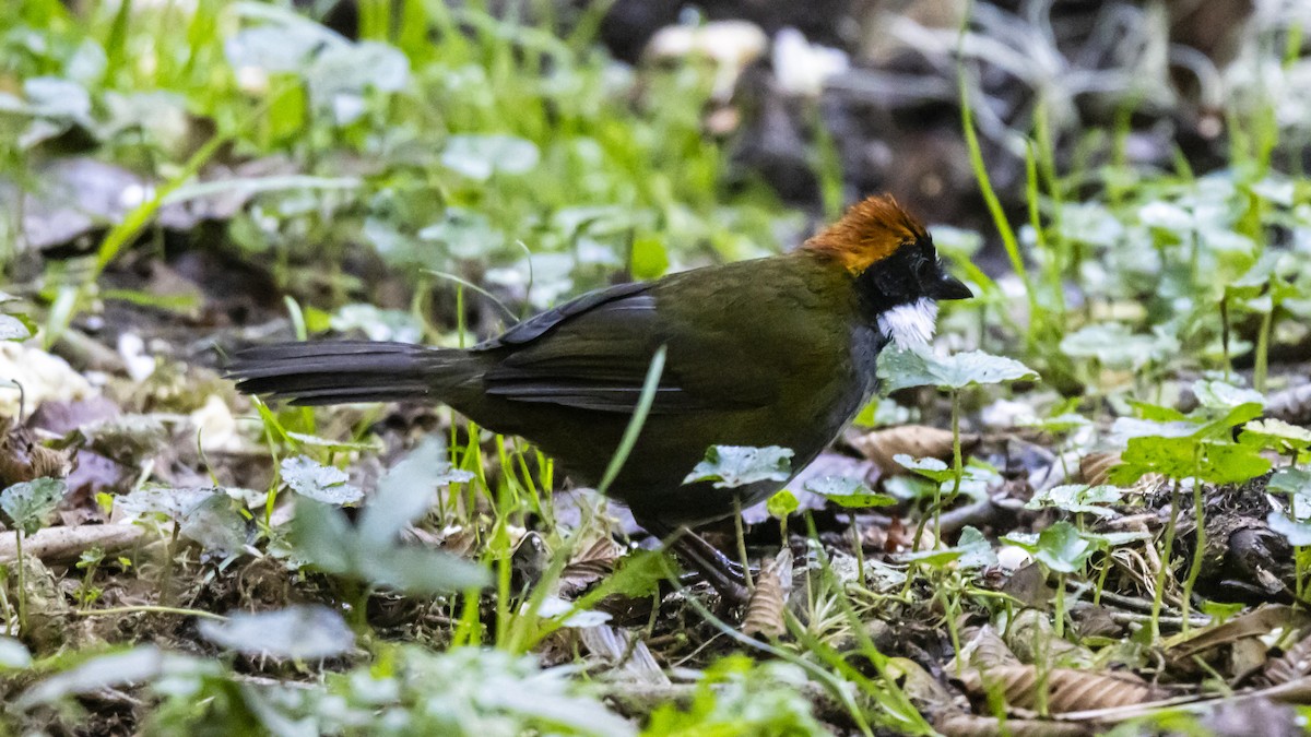 Chestnut-capped Brushfinch - ML642677396