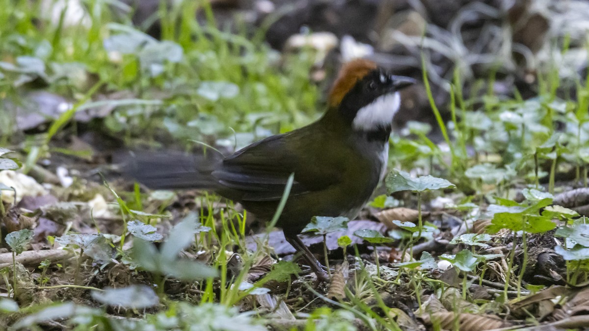 Chestnut-capped Brushfinch - ML642677397