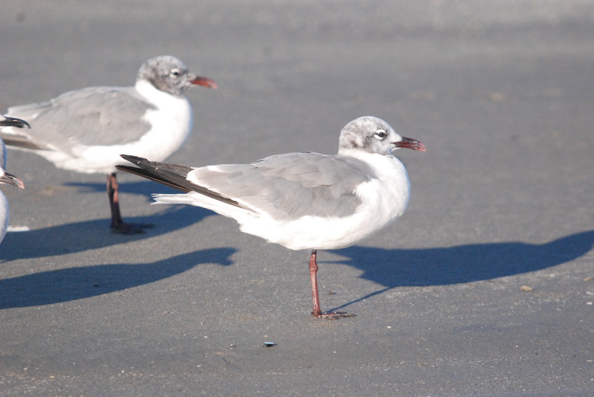 Laughing Gull - ML642677399