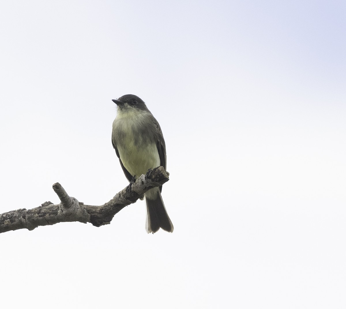 Eastern Phoebe - ML642677417