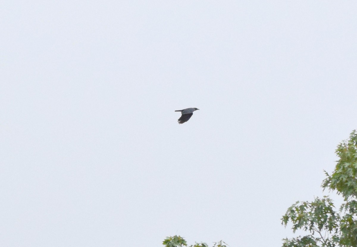 American Crow - ML642677429