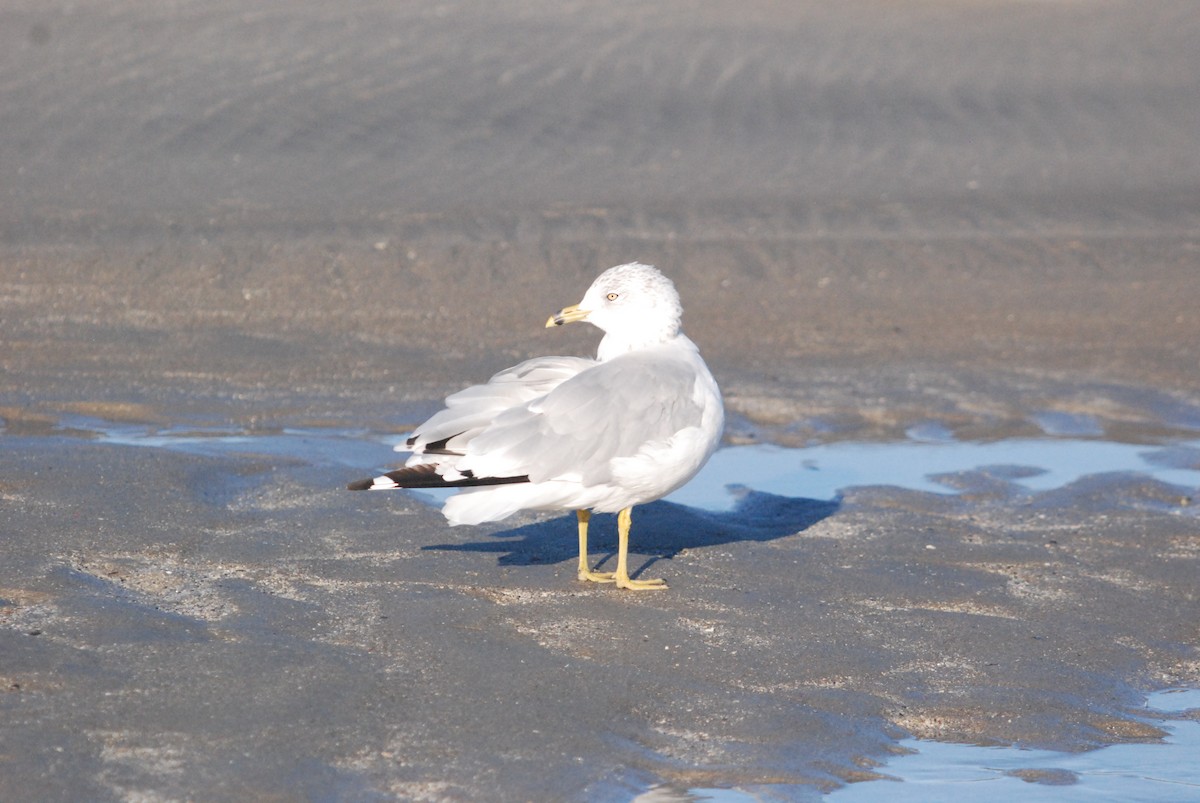 Ring-billed Gull - ML642677437
