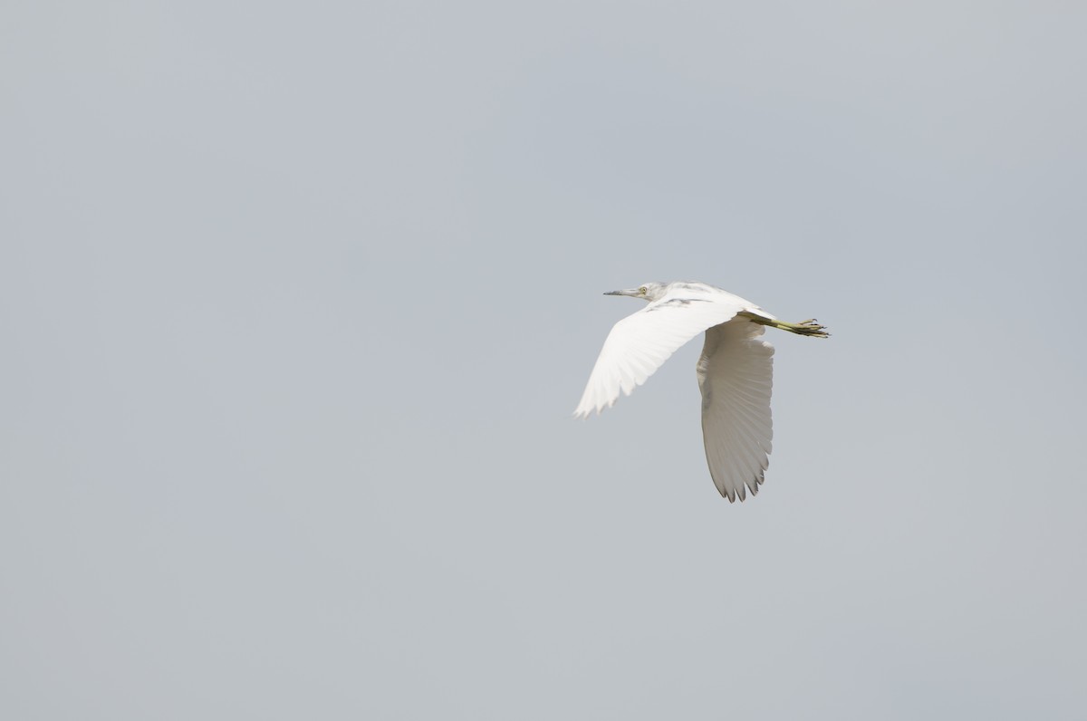 Little Blue Heron - ML642677438