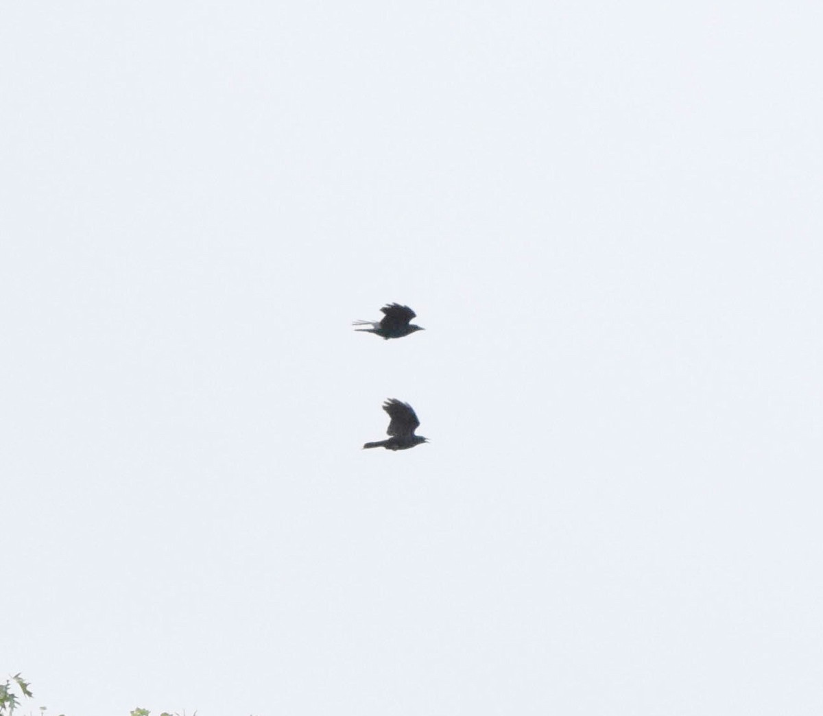 American Crow - ML642677439