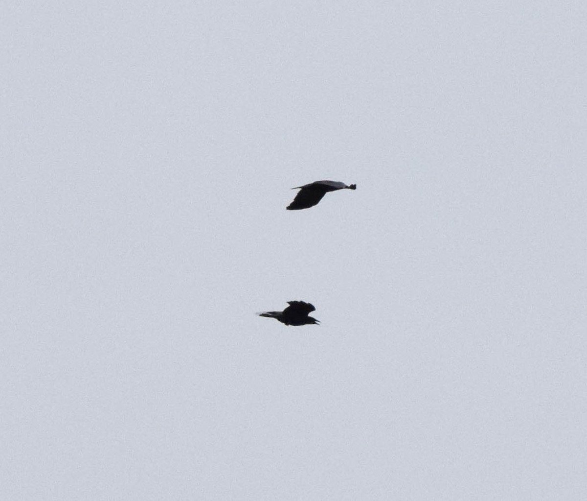 American Crow - ML642677440