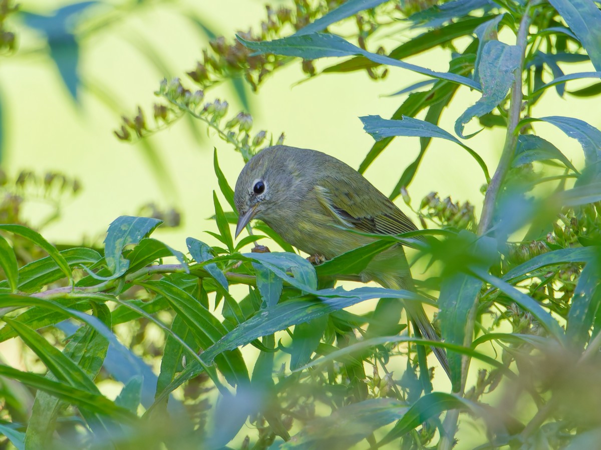 oransjekroneparula - ML642677441