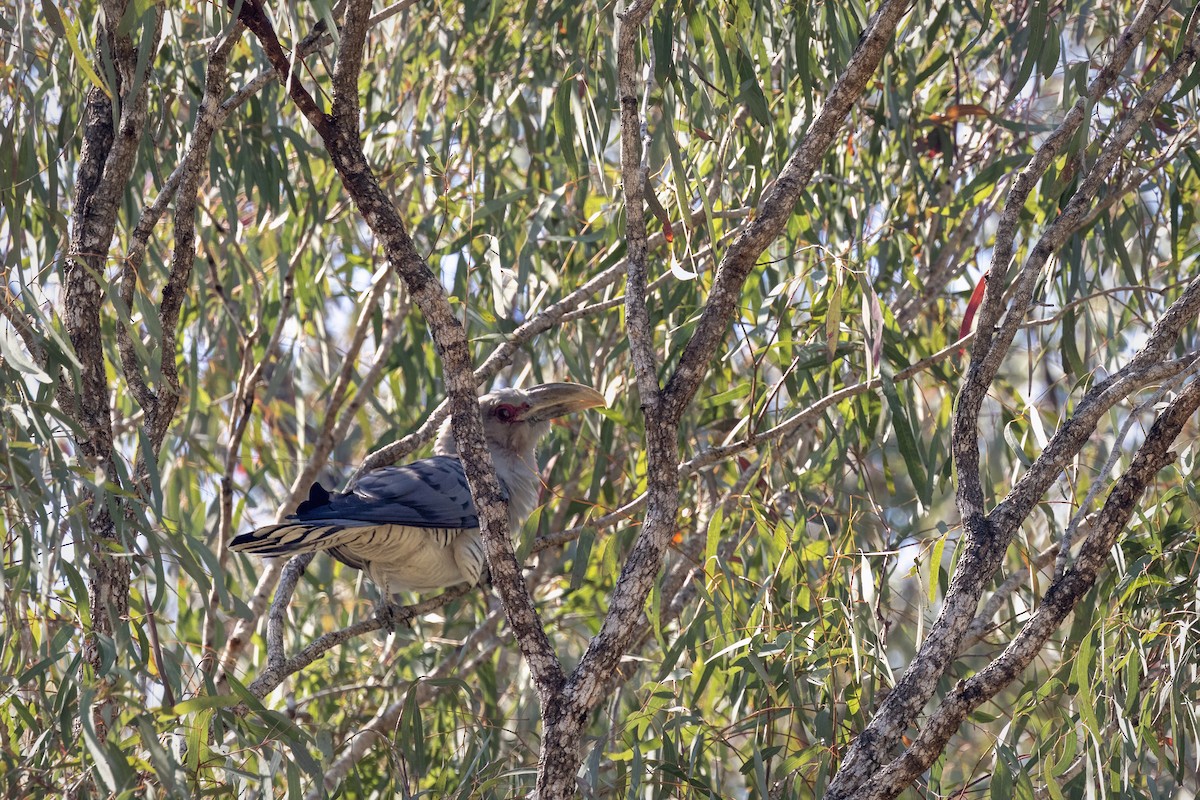 Channel-billed Cuckoo - ML642677442