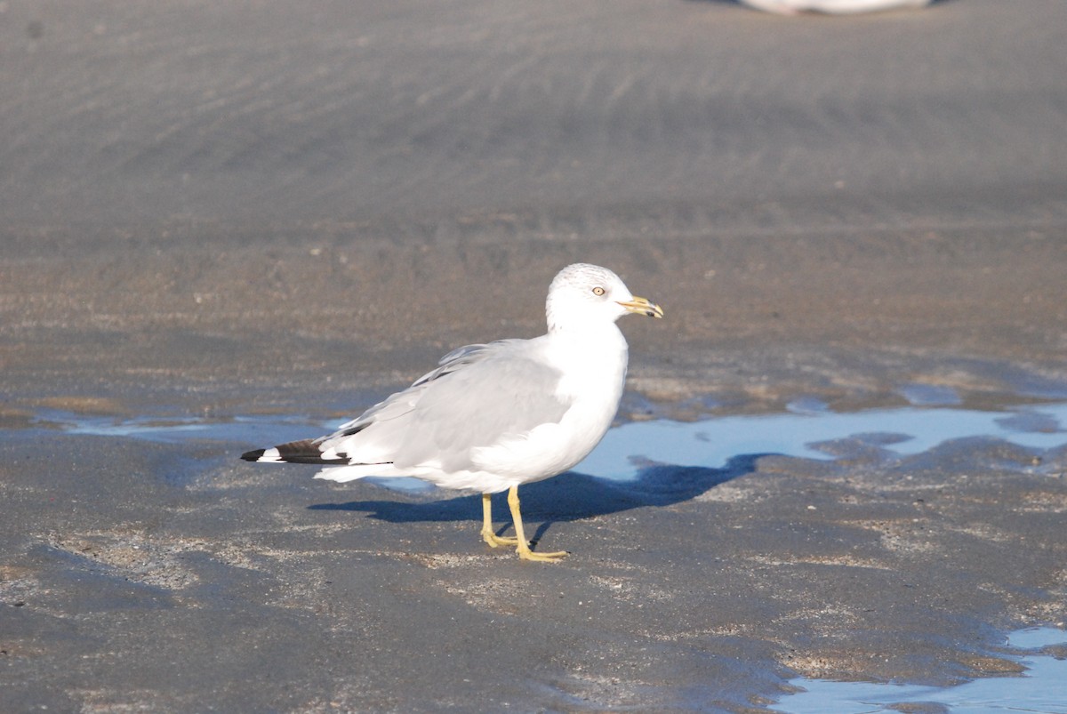 Ring-billed Gull - ML642677445