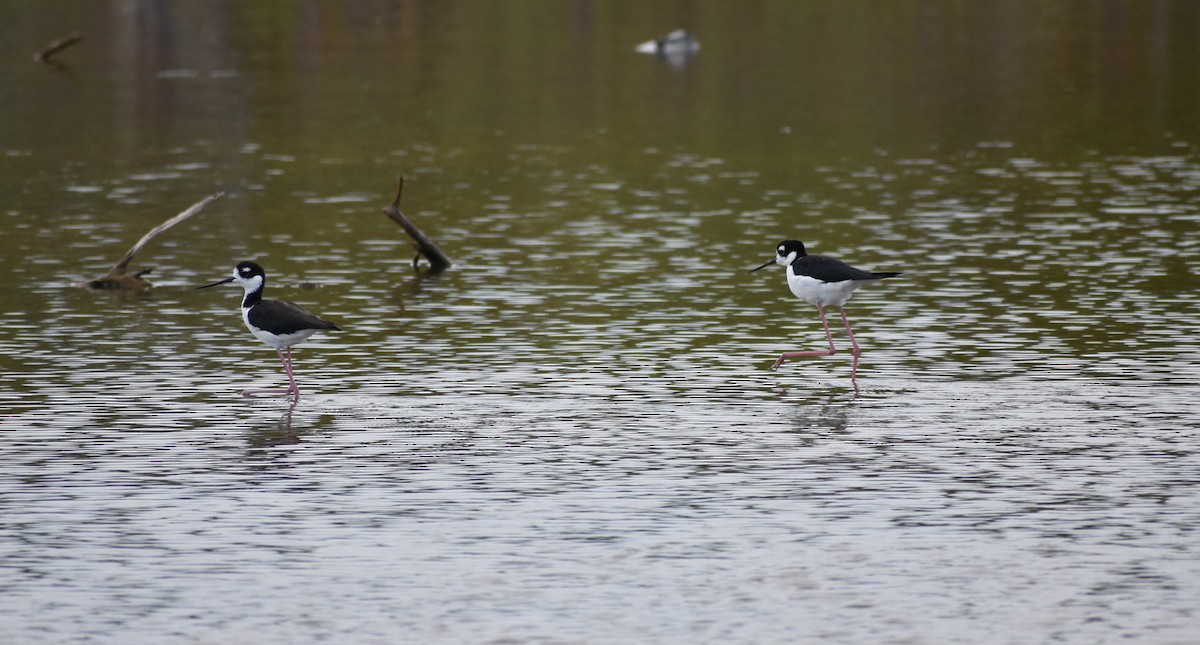 Black-necked Stilt - ML642677447