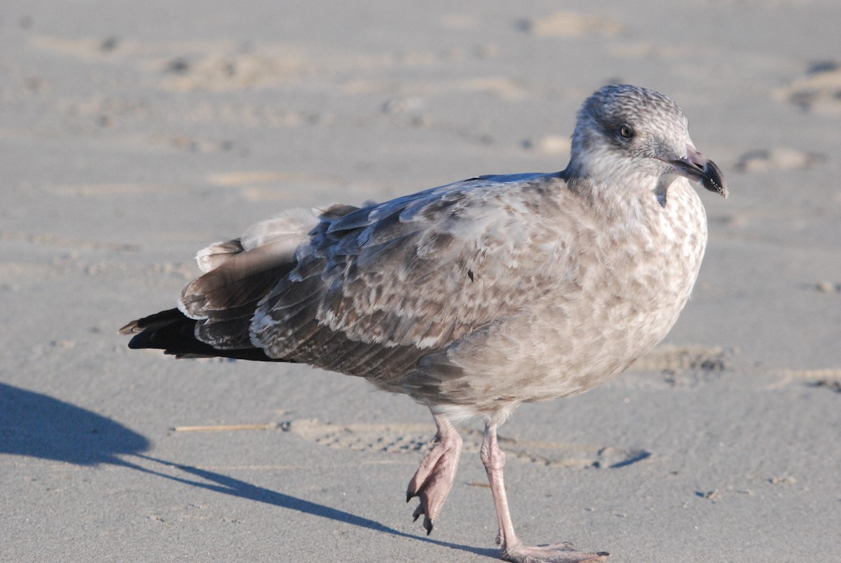 American Herring Gull - ML642677449
