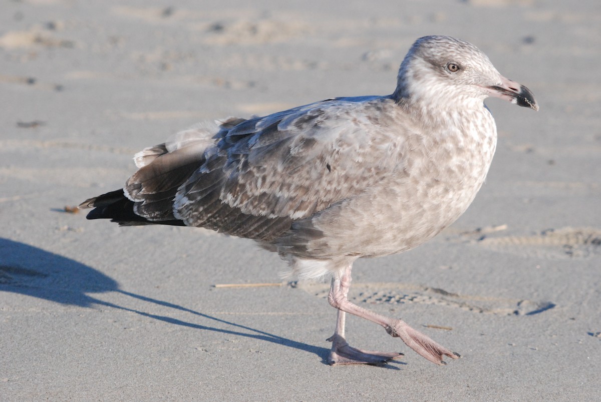 American Herring Gull - ML642677454