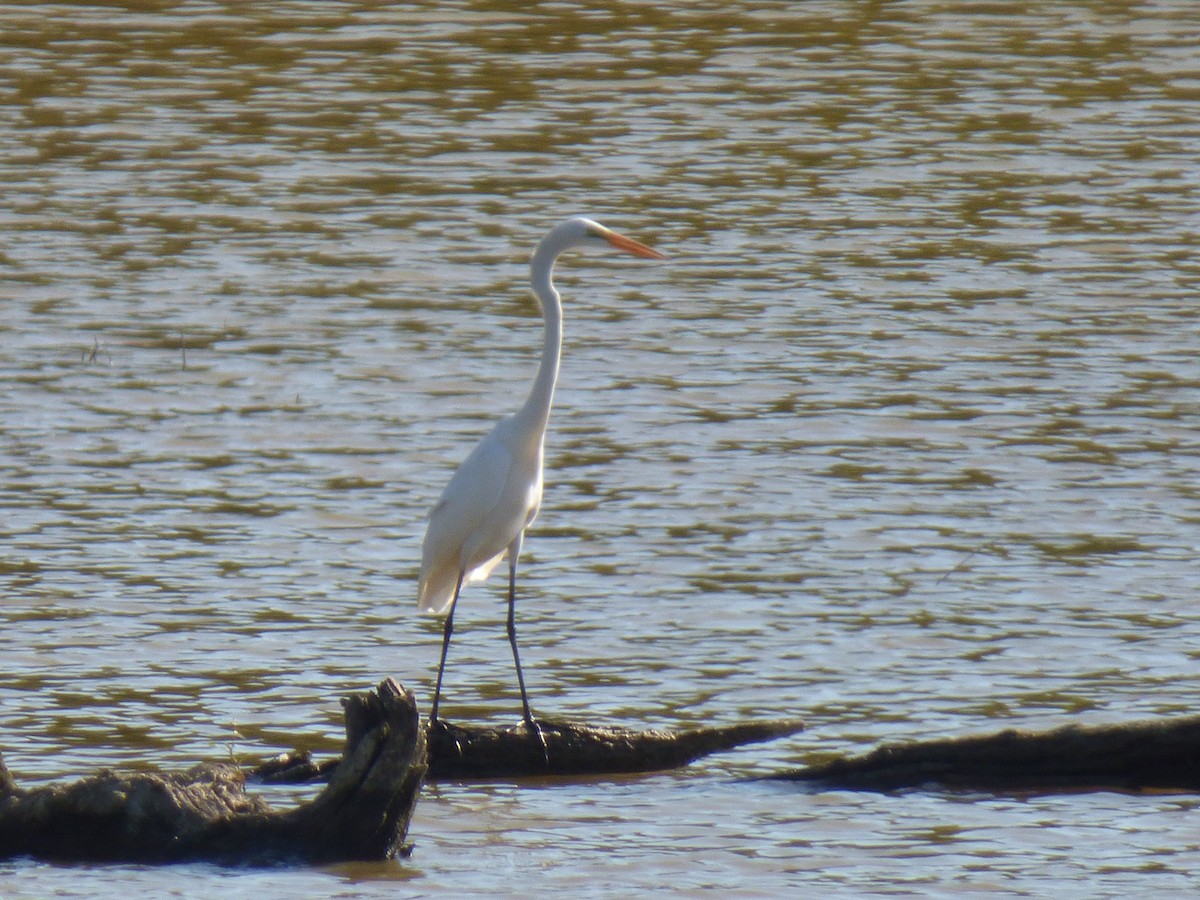 Great Egret - ML642677456