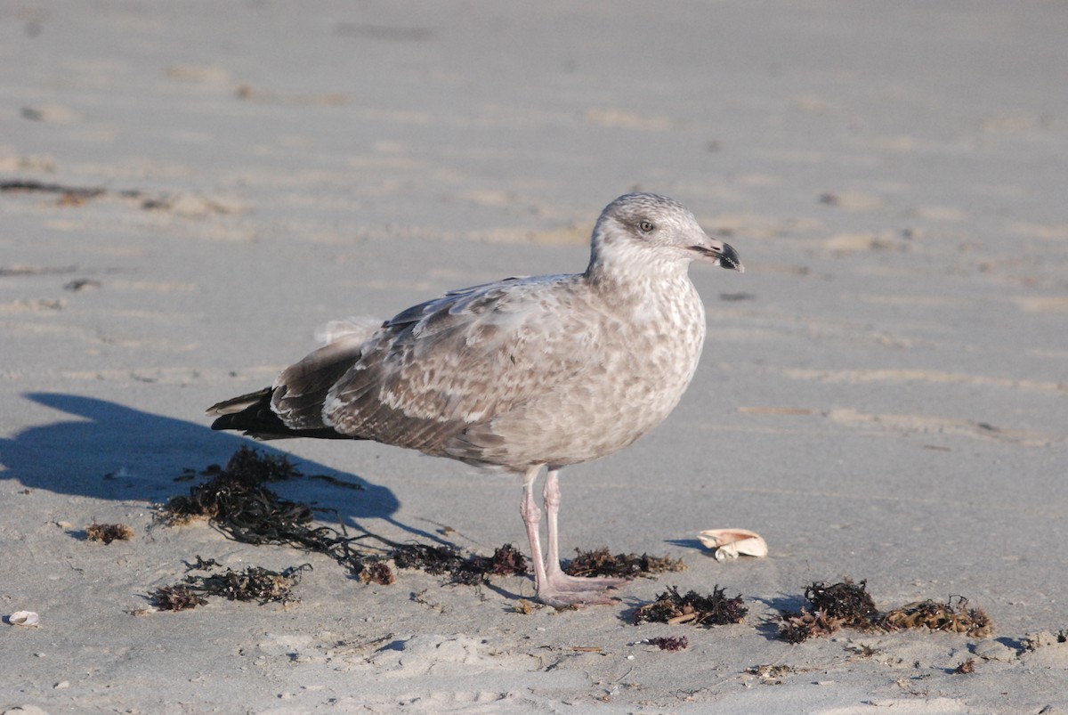 American Herring Gull - ML642677468