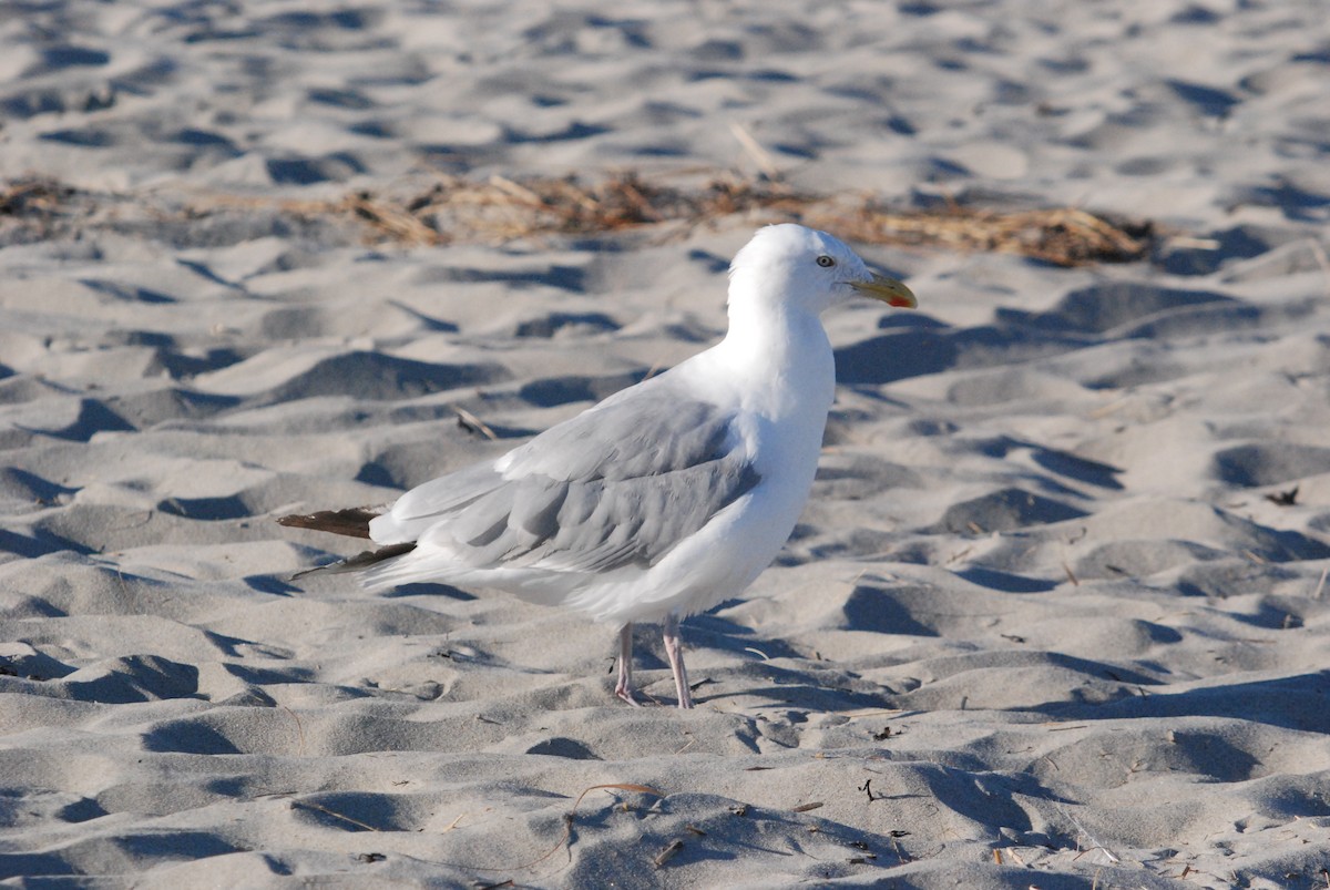American Herring Gull - ML642677473