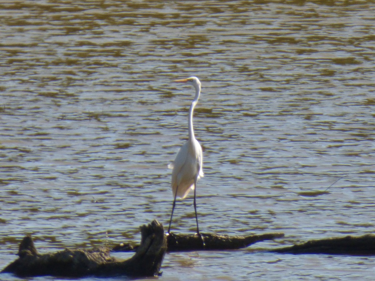 Great Egret - ML642677475