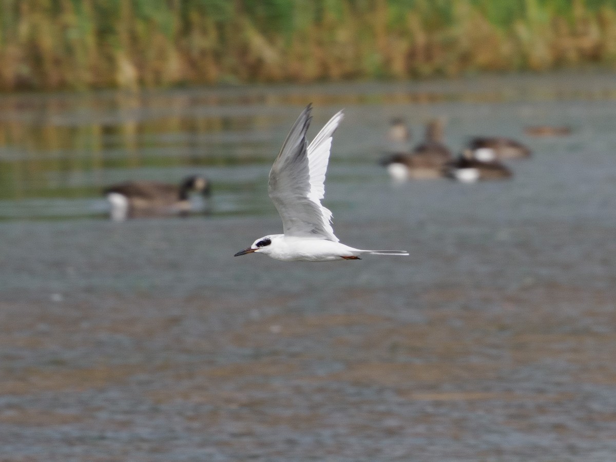 Forster's Tern - ML642677476