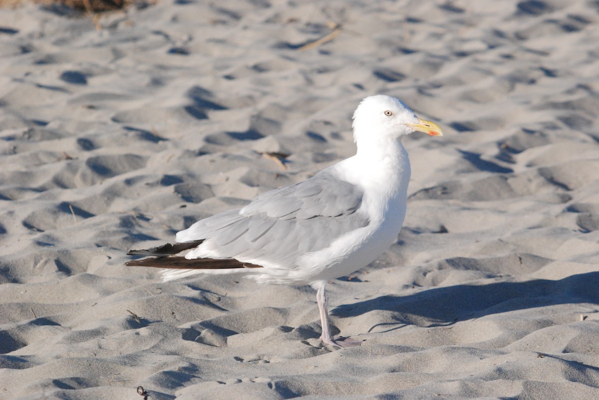 American Herring Gull - ML642677478