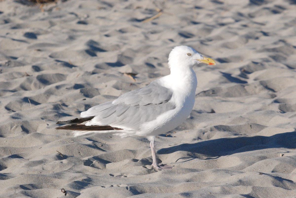 American Herring Gull - ML642677482