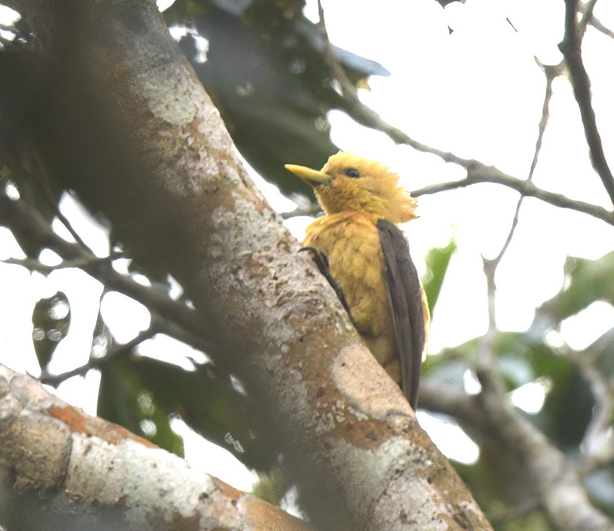 Cream-colored Woodpecker - ML642677483