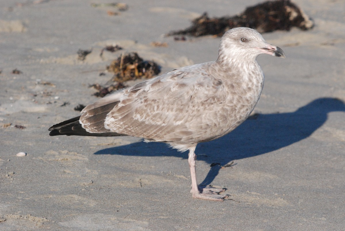 American Herring Gull - ML642677491