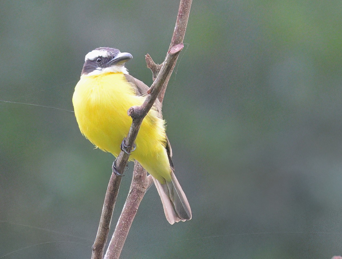Boat-billed Flycatcher (South American) - ML642677504