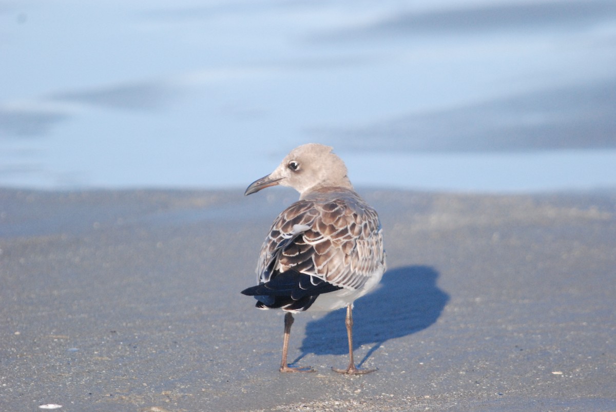 Laughing Gull - ML642677510