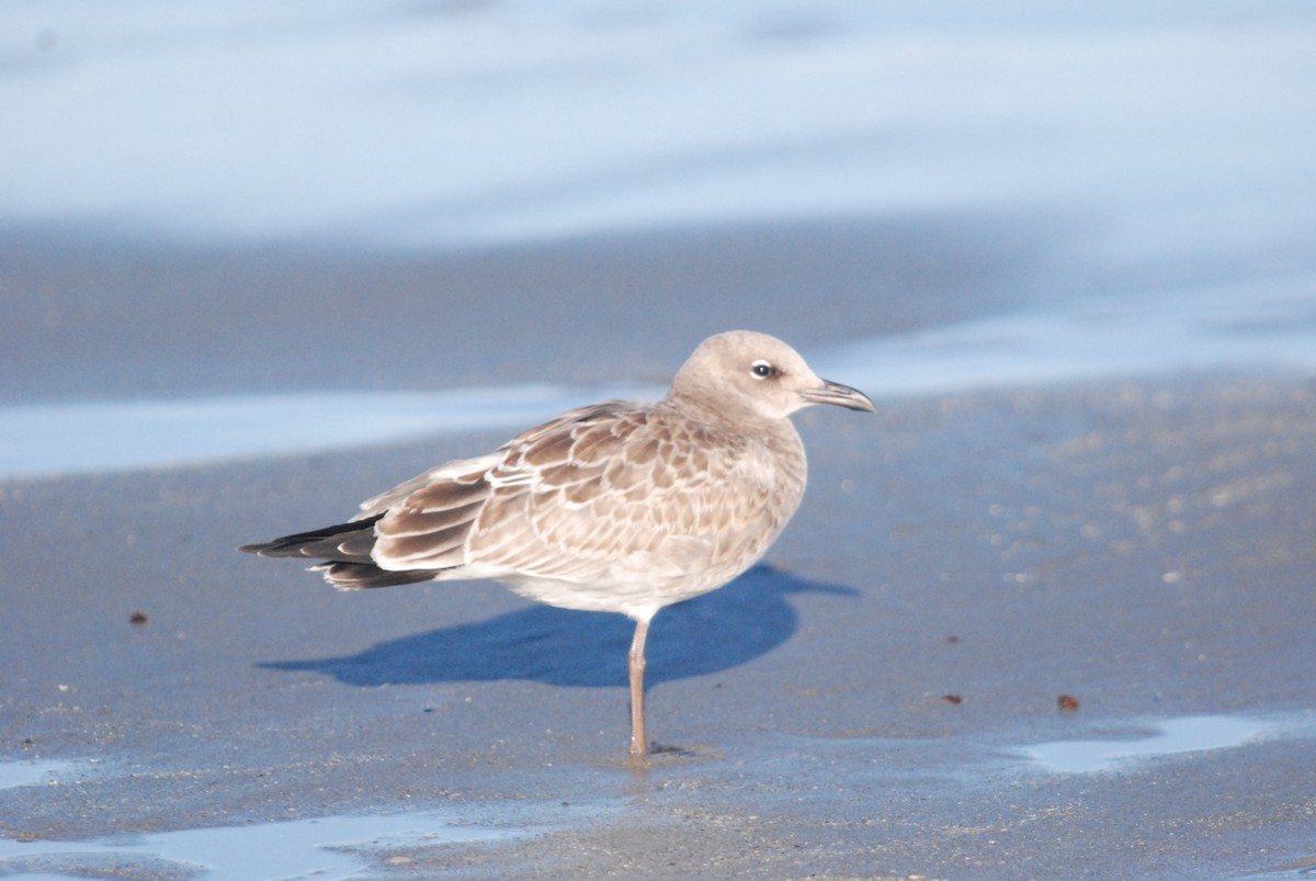 Laughing Gull - ML642677517
