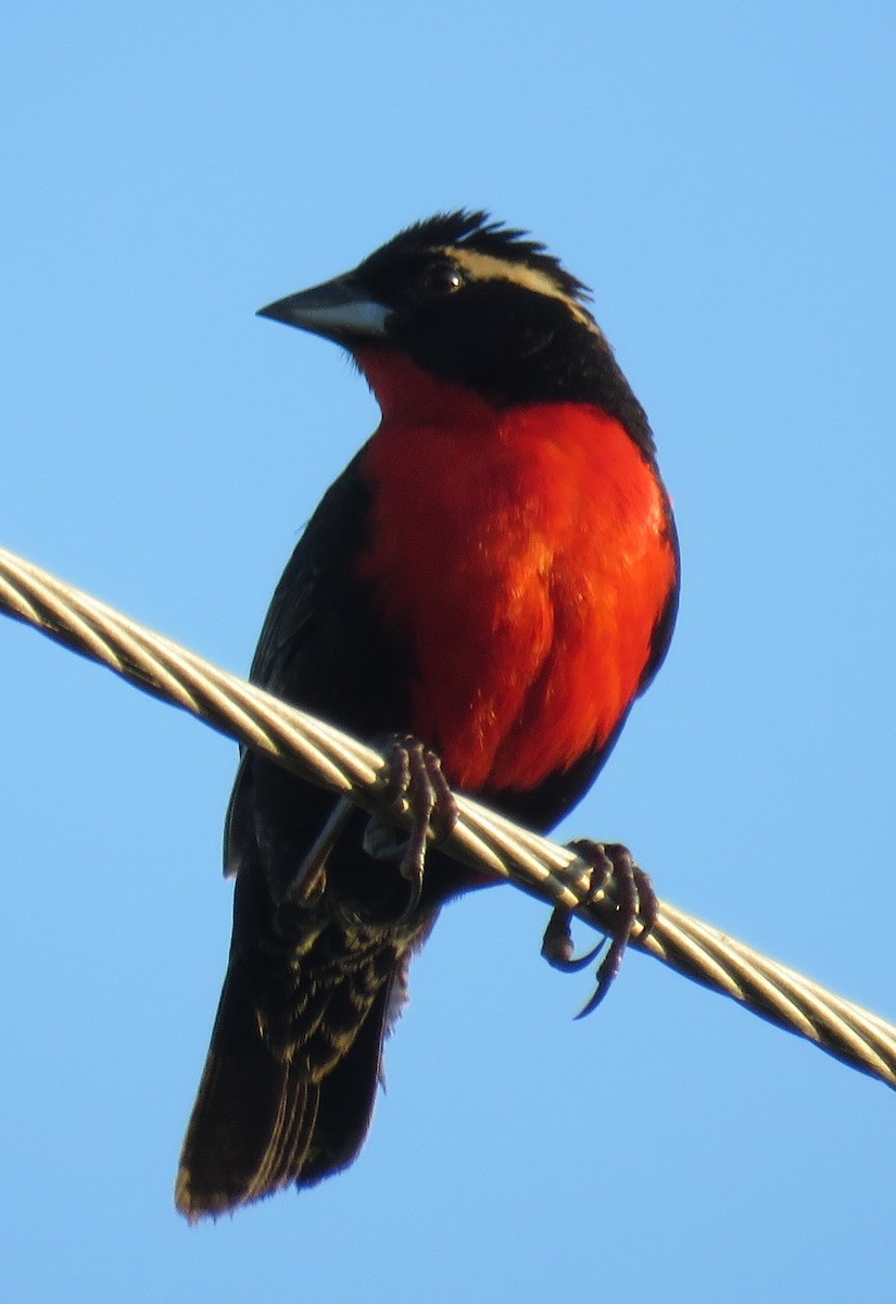White-browed Meadowlark - ML642677520
