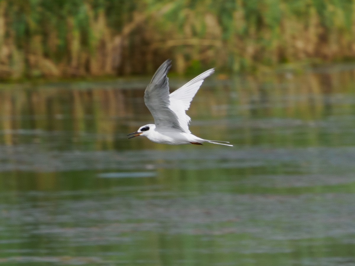 Forster's Tern - ML642677547