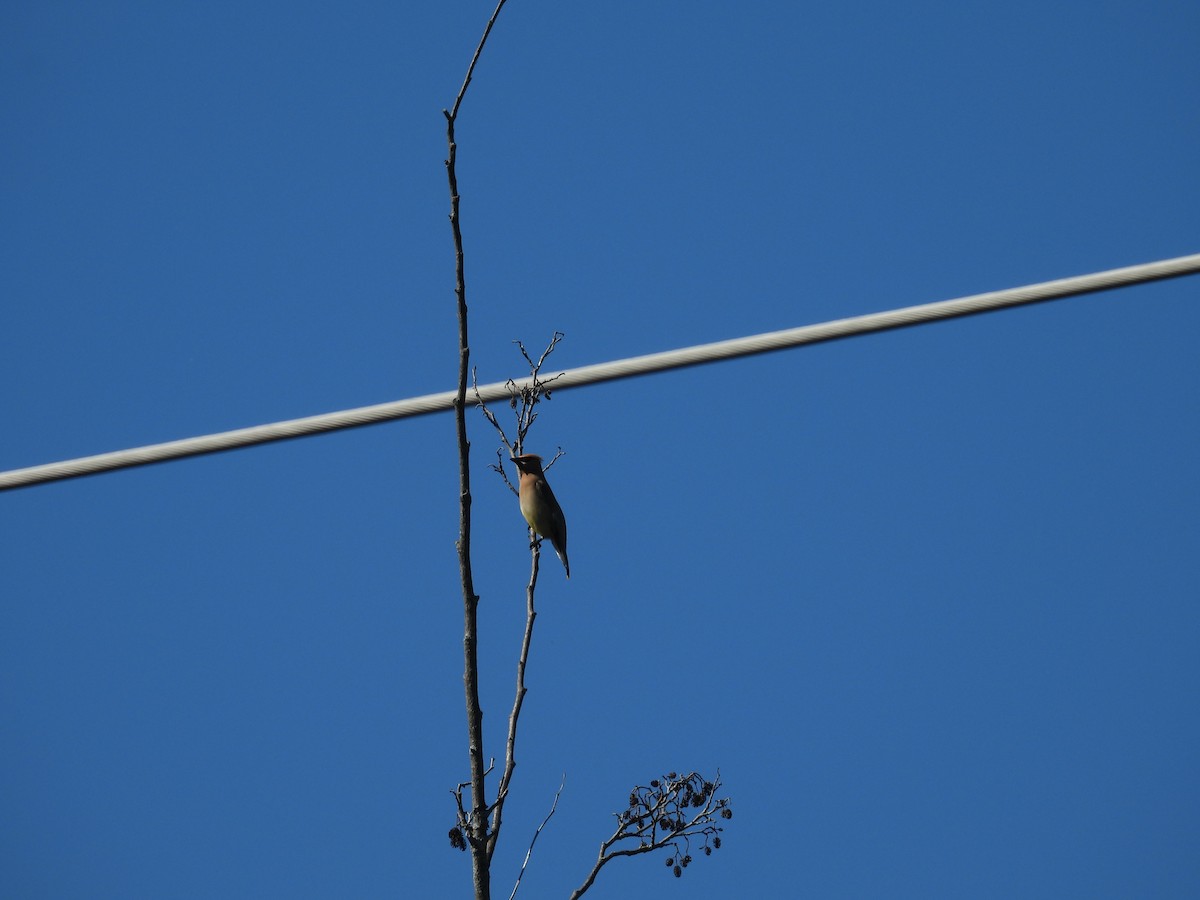 Cedar Waxwing - ML642677589