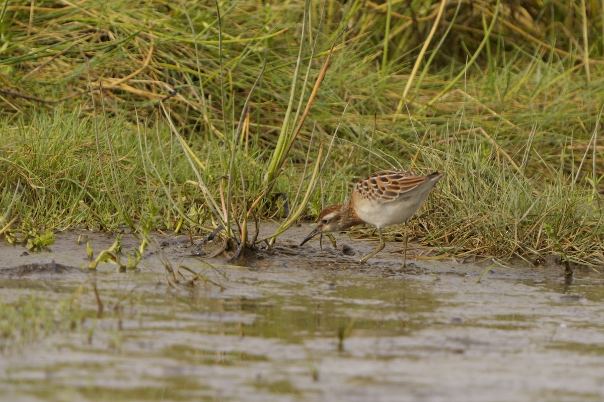 Sharp-tailed Sandpiper - ML642677596